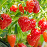 Sweet Strawberry Seeds