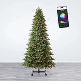 Lumina Fir