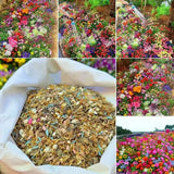 Mixed Flowers Seeds
