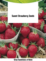 Sweet Strawberry Seeds