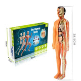 Anatomy Adventure: Kid-Sized Human Model