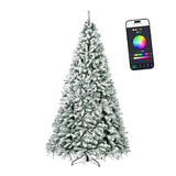 Lumina Fir