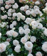 Ethereal Cascade Climbing Rose Seeds