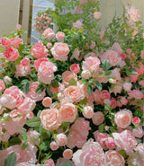 Ethereal Cascade Climbing Rose Seeds