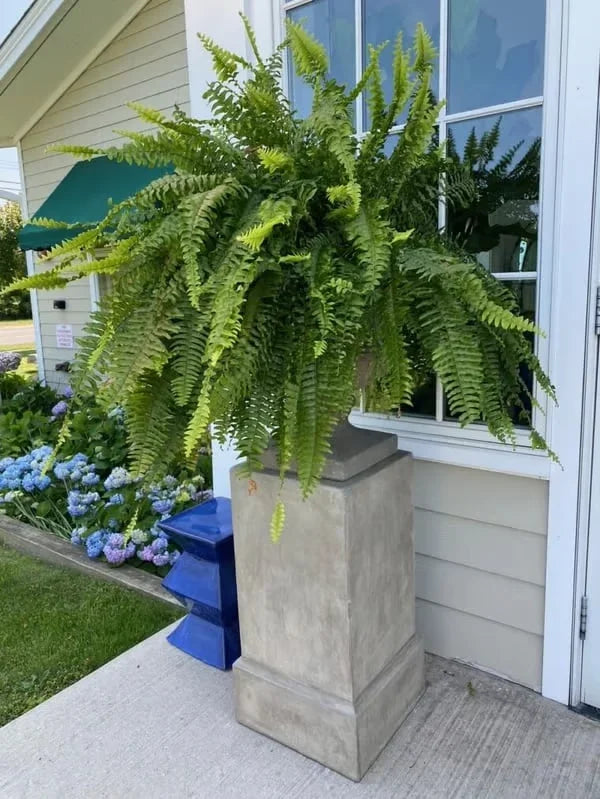 Lifelike Greenery Decor Fern
