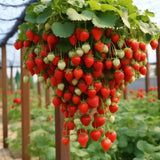 Sweet Strawberry Seeds