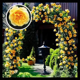 Ethereal Cascade Climbing Rose Seeds
