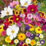 Mixed Flowers Seeds