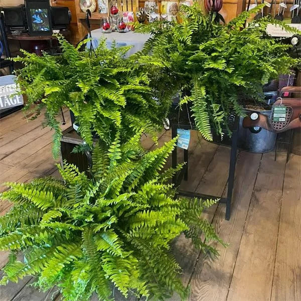 Lifelike Greenery Decor Fern