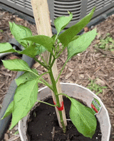 (PENDIENTE) GreenTie Pro Plant Assistant