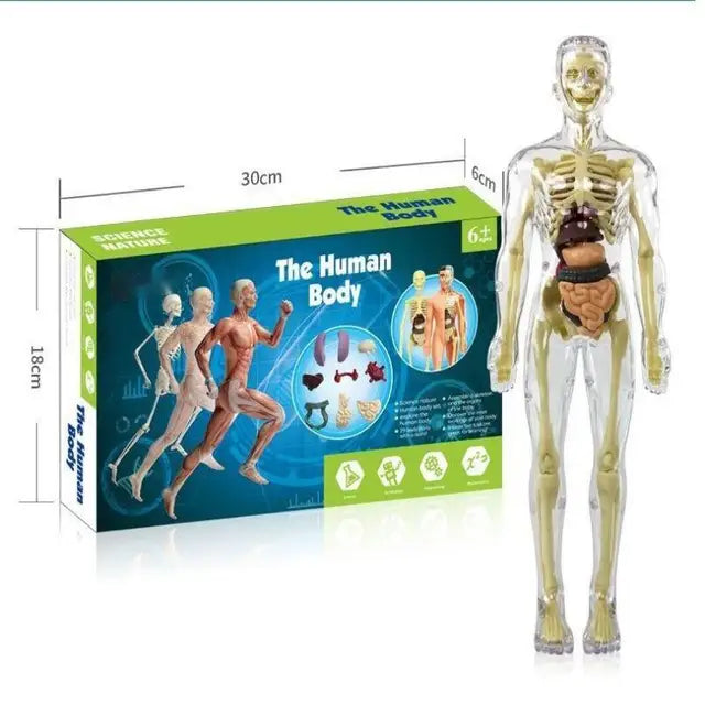 Anatomy Adventure: Kid-Sized Human Model
