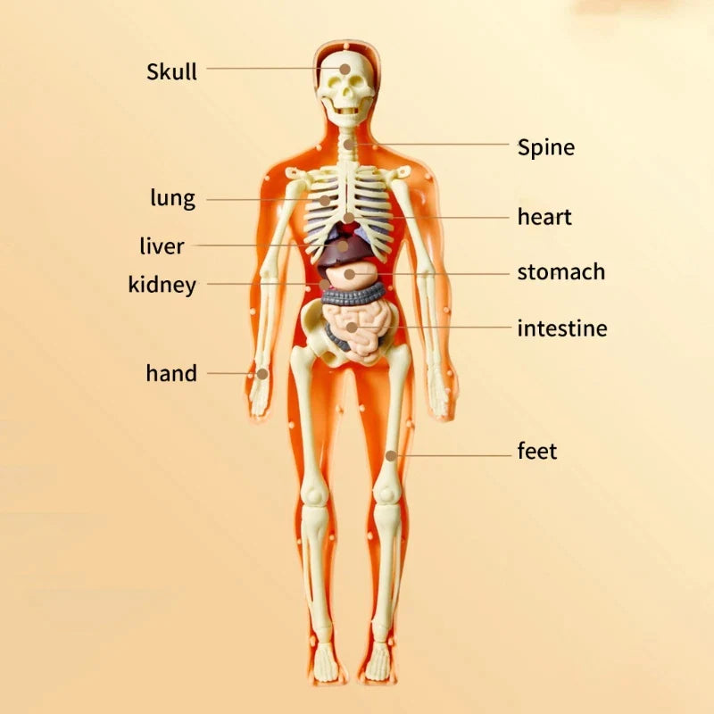 Anatomy Adventure: Kid-Sized Human Model