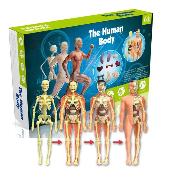 Anatomy Adventure: Kid-Sized Human Model