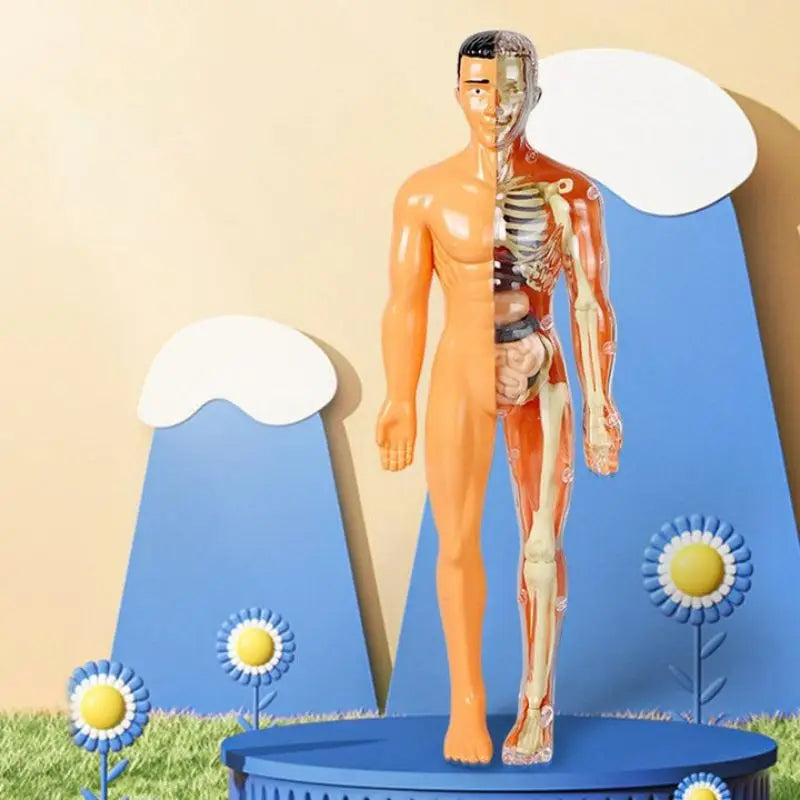 Human 481 Anatomy Adventure: Kid-Sized Human Model – Linnaco